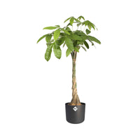 Verkauf Elho Blumentopf B.for soft rund anthrazit