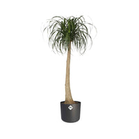 Verkauf Elho Blumentopf B.for soft rund anthrazit - Pflege und Material
