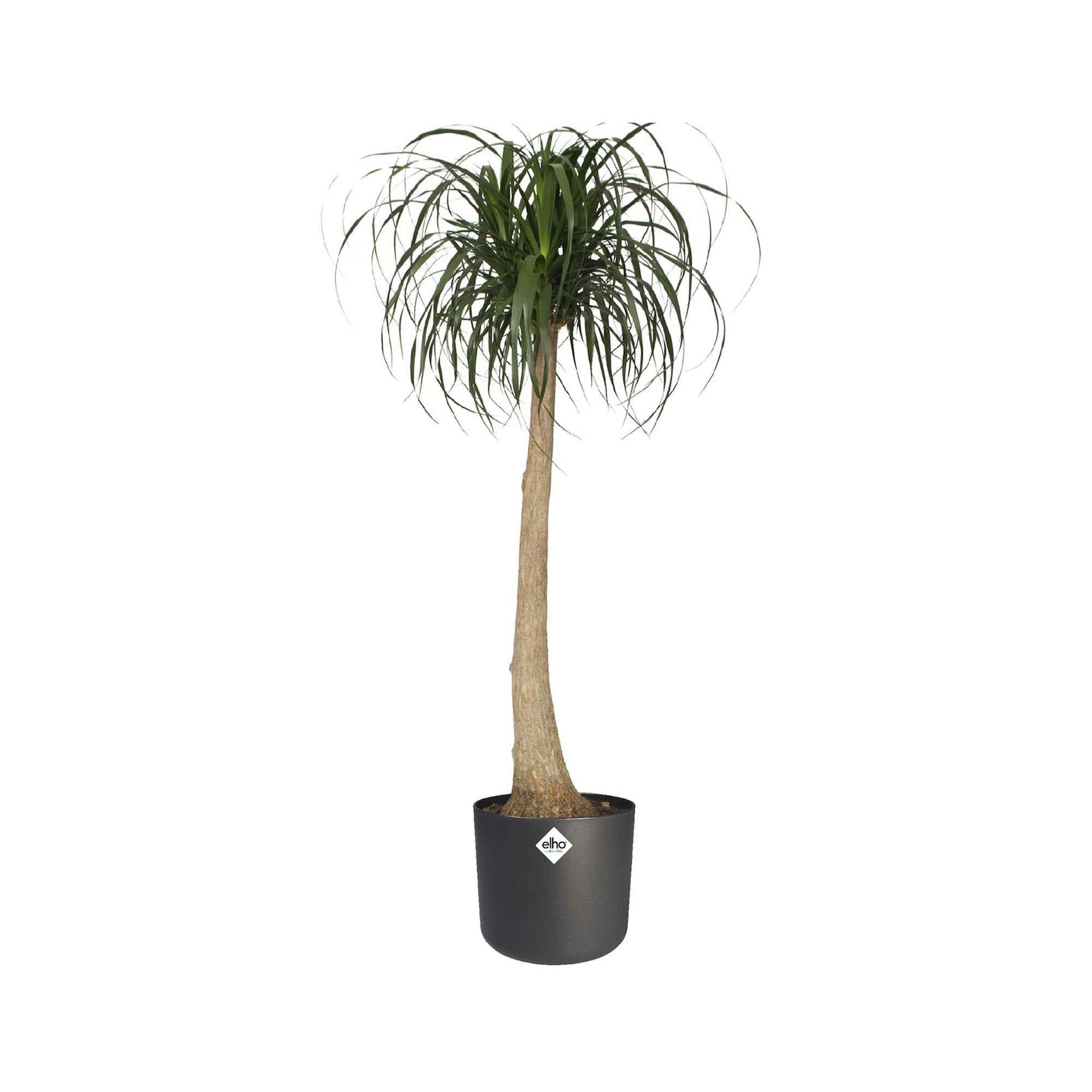 Verkauf Elho Blumentopf B.for soft rund anthrazit - Pflege und Material