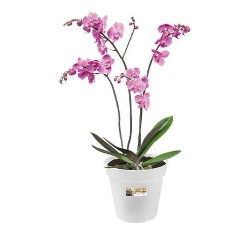  - Elho Orchideentopf - Pflege und Material