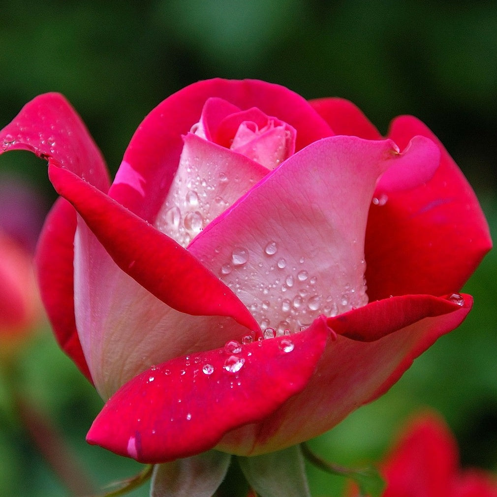 Strauchrose Osiria - Bakker