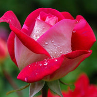 Rosa Osiria, Malaga, Blue moon, La magie du Parfum, Whisky, Famosa, Double Delight - Strauchrosen Mischung - Rosen - Nackte Wurzeln