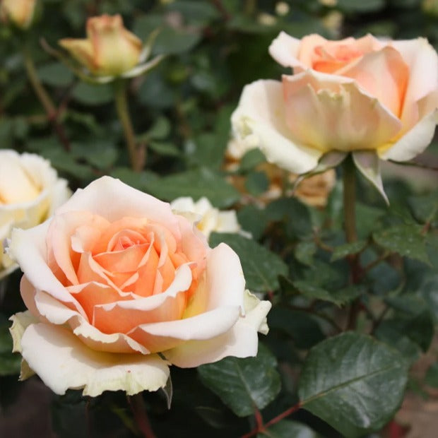 Rosa tahiti - Rose ‘Tahiti’ - Rosen mit großen Blüten