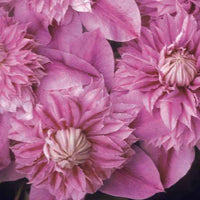 Waldrebe Josephine - Clematis Josephine - Bakker