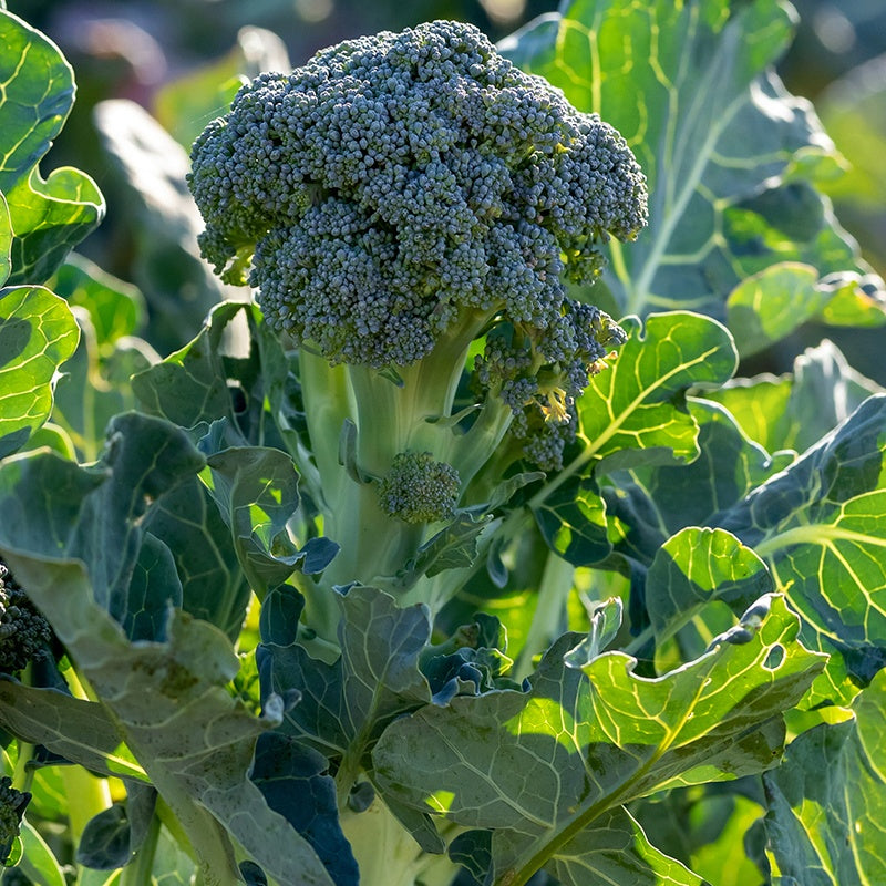 Brokkoli ‘Atlantis’ F1 - Brassica oleracea atlantis f1 - Bakker