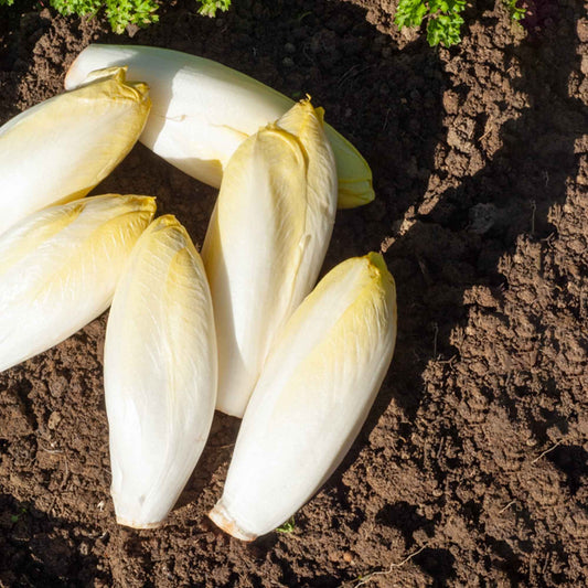 Chicorée ‘Witloof Normale’ - Bakker