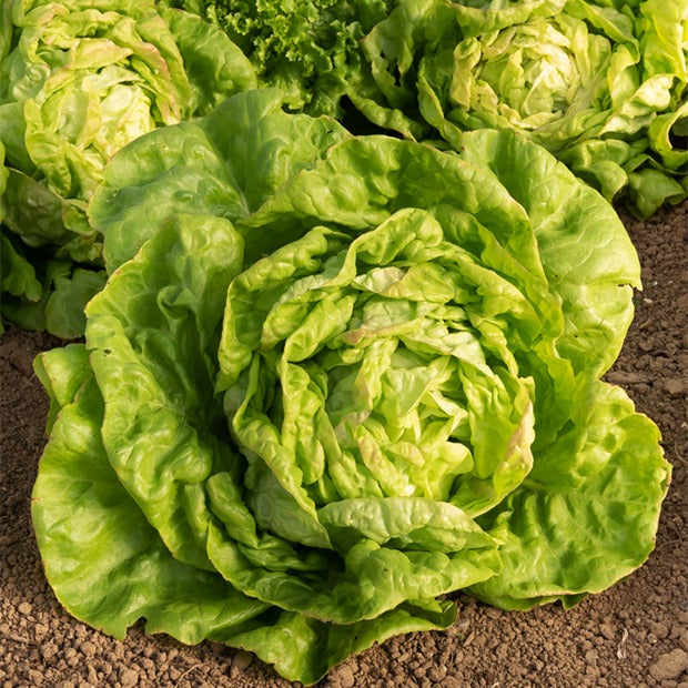 Lactuca sativa Reine de Mai - Kopfsalat ‘Reine de Mai’ - Samen für Salate