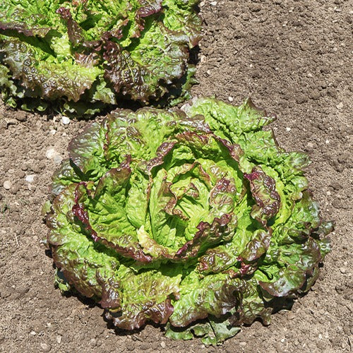 Lactuca sativa Blonde de Paris, Rouge grenobloise, Dorée de printemps - Batavia-Salat-Kollektion (x3) - Samen für Salate