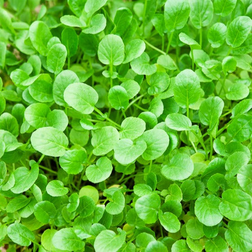 Samen für Salate - Barbarakraut - Barbarea verna