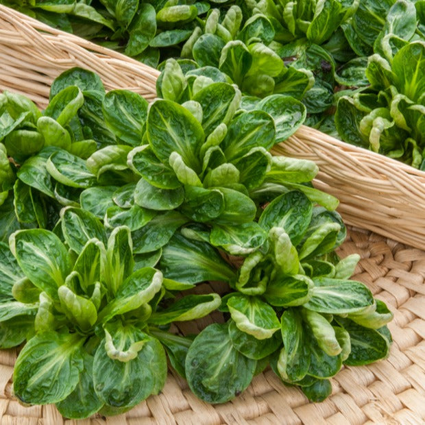 Feldsalat ‘Coquille de Louviers’ - Valerianella locusta coquille de louviers - Bakker