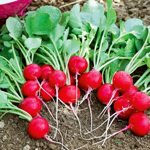 Radieschen ‘Cerise’ - Raphanus sativus cerise - Bakker