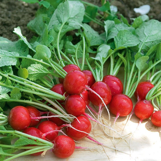 Radieschen ‘Cerise’ - Bakker