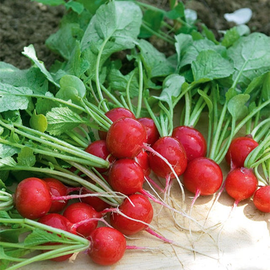 Radieschen ‘Cerise’ - Bakker