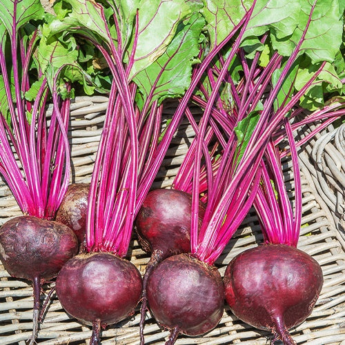 Rote Bete ‘Detroit 2’ - Bakker
