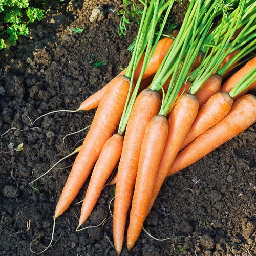 Möhre ‘De Colmar à cœur rouge 2’ - Daucus carota de Colmar à Coeur Rouge 2 - Bakker