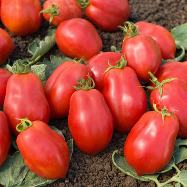 Tomate ‘Roma’ VF - Solanum lycopersicum Roma VF - Bakker