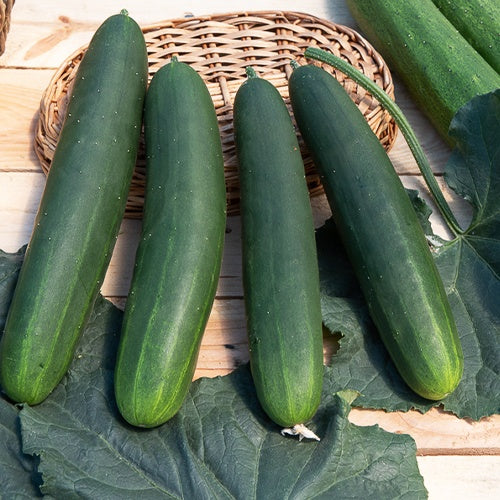 Gurke Tanja - Bakker