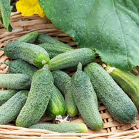 Einlegegurke ‘Vert Petit de Paris’ - Cucumis sativus vert petit de paris - Bakker