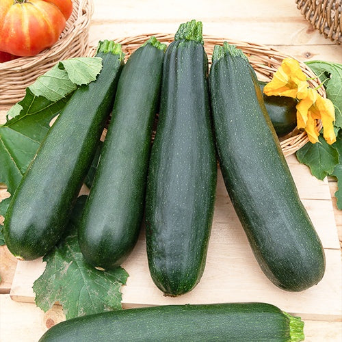 Samen für Zucchini - Zucchini Black Beauty - Cucurbita pepo  black beauty