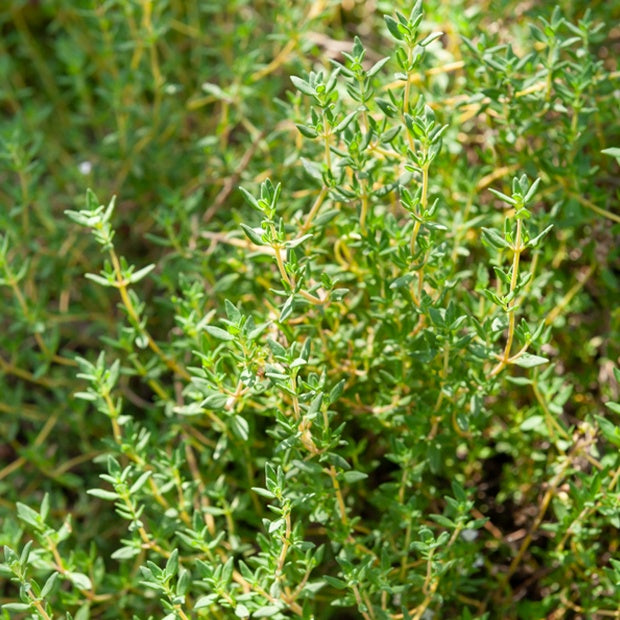 Thymian - Bakker