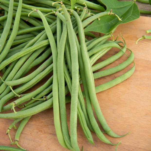 Phaseolus vulgaris braimar - Buschbohne, mangetout ‘Braimar’ - Samen für Bohnen