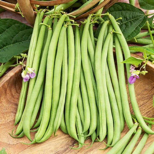 Bohnen Mischung - Collection de 3 haricots assortis - Bakker