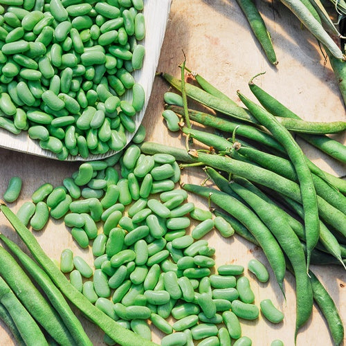 Buschbohne ‘Chevrier vert Flagrano’ - Bakker