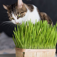 Katzengras - Bakker