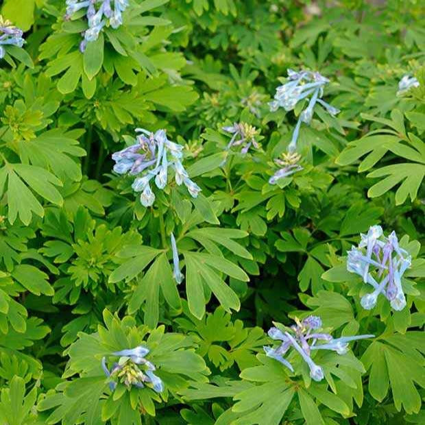 Lerchensporn Blue Line ® Couriblue - Corydalis x blue line ® ‘couriblue’ - Bakker