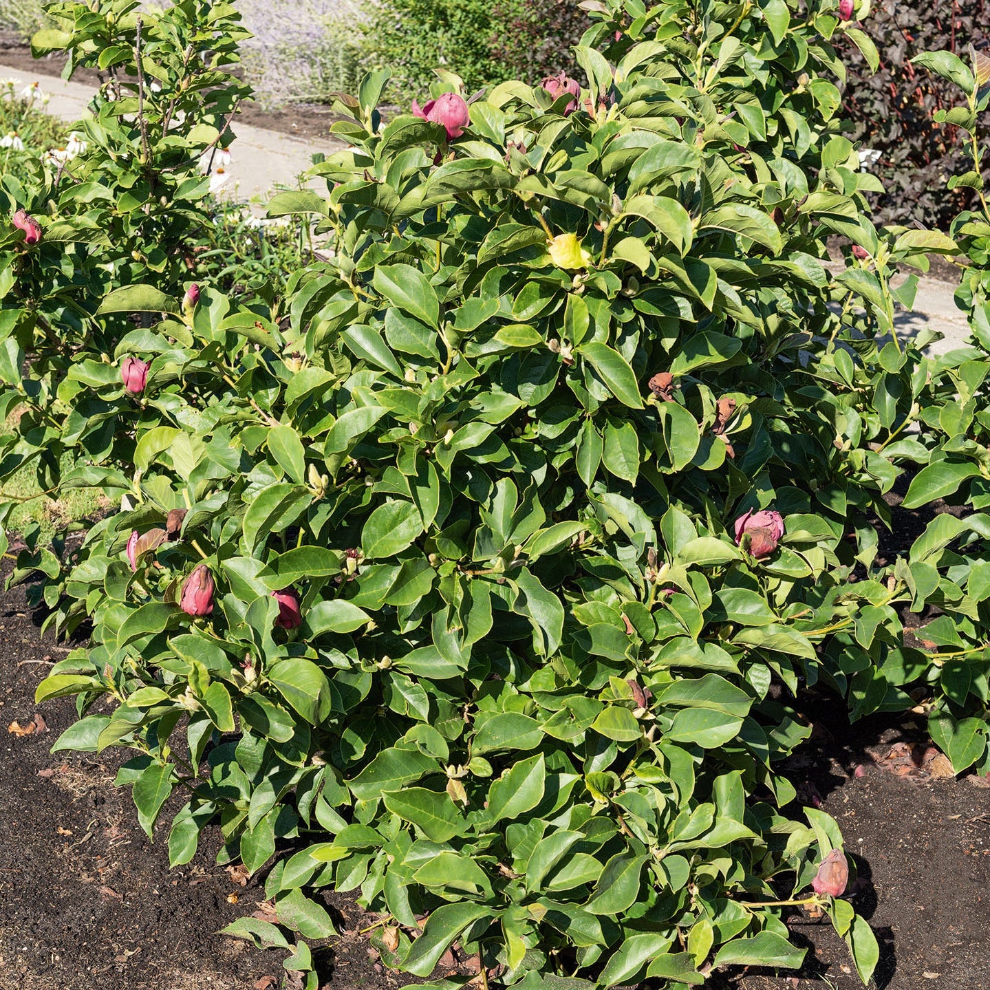 Magnolie Genie - Magnolien - Bakker
