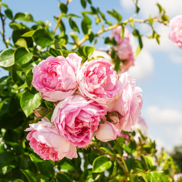 Kletterrose Jasmina Korcentex - Bakker