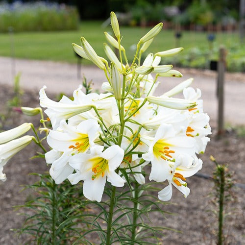 Lilium regale album - Königslilie Album (x3) - Lilien-Zwiebeln