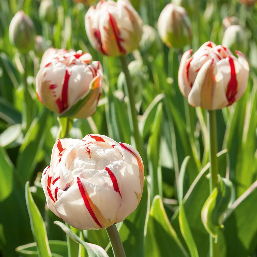 Pfingstrosen-Tulpen ‘Carnaval de Nice’ (x10) - Tulipa carnaval de nice - Bakker