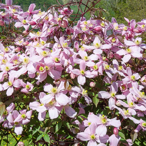 Clematis montana Mayleen - Waldrebe Mayleen - Clematis