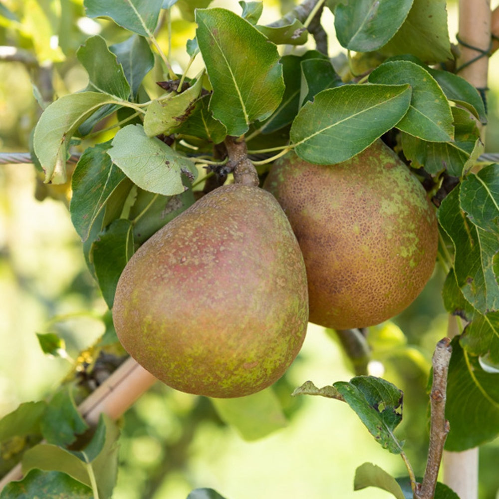 Birne ‘Doyenné du Comice’ - Pyrus communis Doyenné du Comice - Bakker