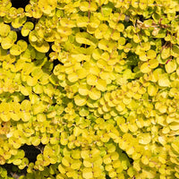 Gelbes Pfennigkraut - Lysimachia nummularia Aurea - Bakker