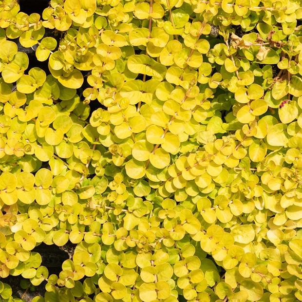Gelbes Pfennigkraut - Lysimachia nummularia Aurea - Bakker