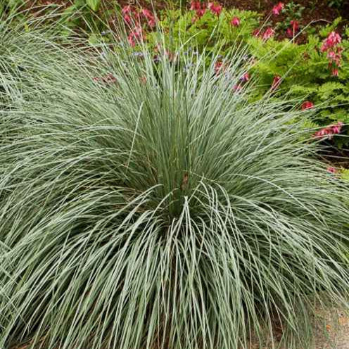 Blaustrahlhafer (x2) - Helictotrichon sempervirens - Bakker