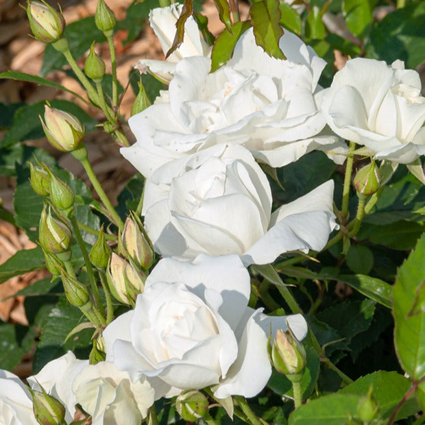Hochstammrose ‘Korbin’ - Rosa korbin - Bakker