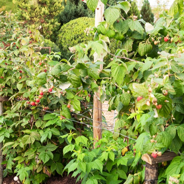 Himbeere Sumo 2 (x2) - Rubus idaeus Sumo 2 - Bakker