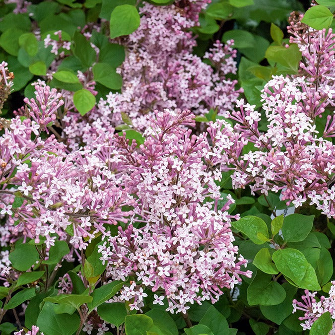 Flieder ‘Prince Charming’ - Syringa microphylla Prince Charming - Bakker