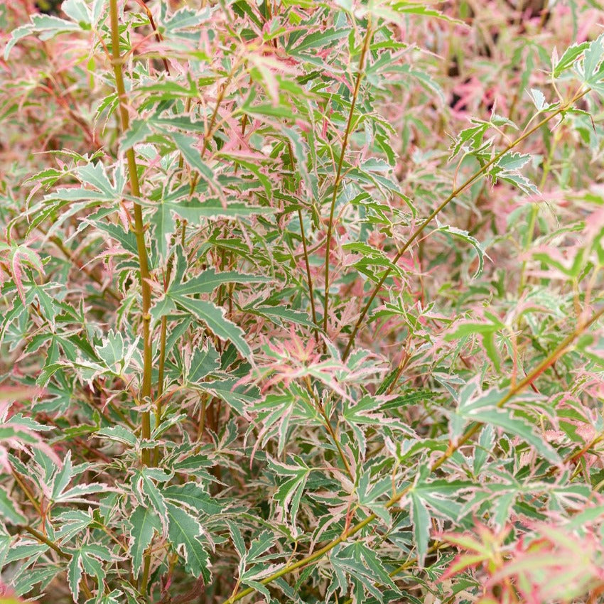 Japanischer Ahorn - Ahorn Taylor - Acer palmatum Taylor