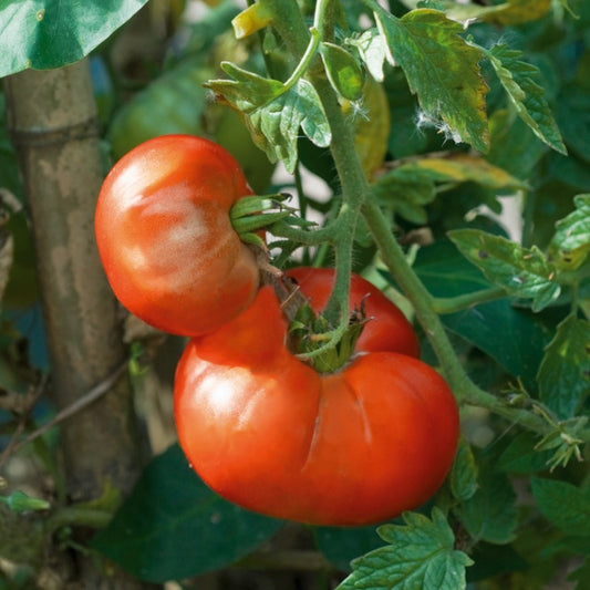 Tomatenpflanzen ‘Marmande’ (x3) - Bakker