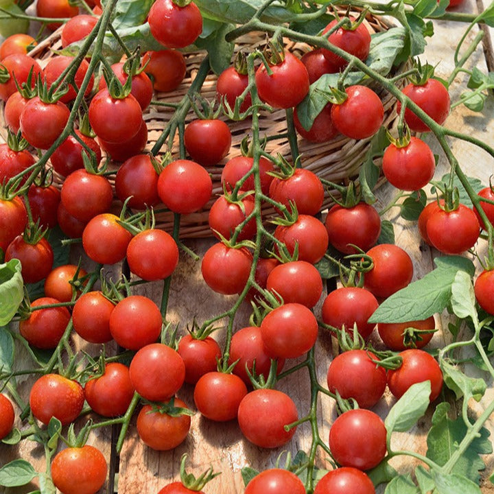 Rote Kirschtomate Supersweet 100 - Bakker
