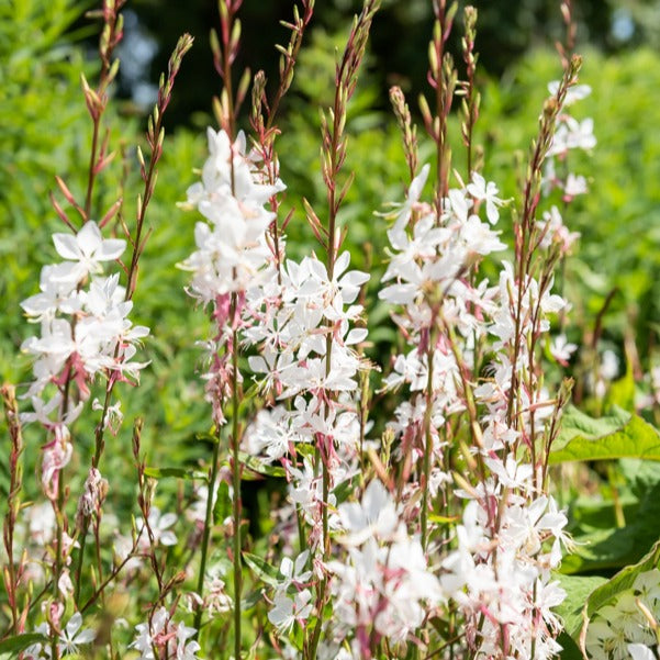 Prachtkerze Whirling Butterflies - Gaura lindheimeri Whirling Butterflies - Bakker