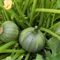 Runde Zucchini ‘Ronde de Nice’ (x3) - Bakker