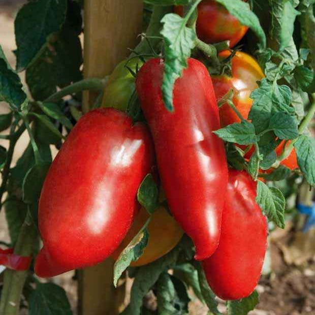 Andenhörnchen-Tomate Pflanzen (x3) - Bakker