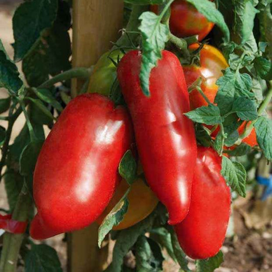 Andenhörnchen-Tomate Pflanzen (x3) - Bakker