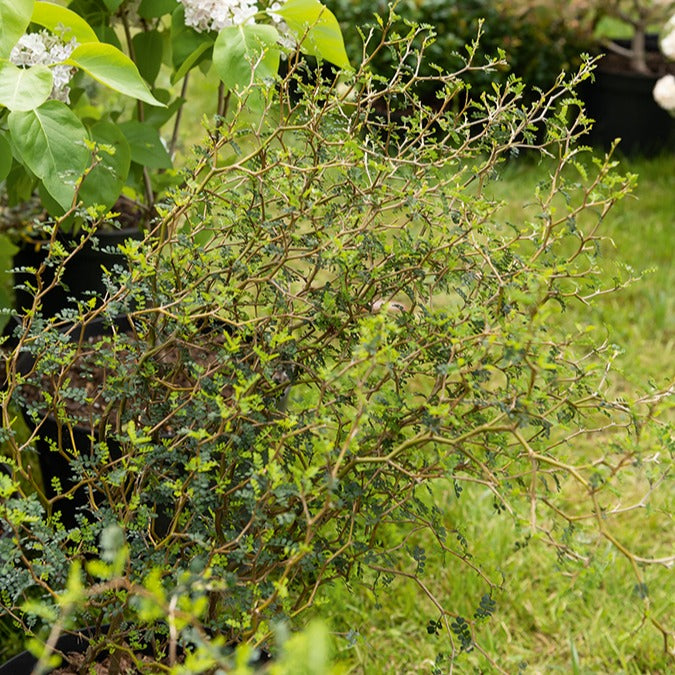 Zwerg-Sophora ‘Little Baby’ - Sophora prostrata little baby - Bakker