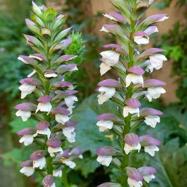 Bärenklau - Acanthus mollis - Bakker